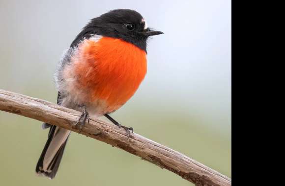 Scarlet Robin Animal Robin wallpapers hd quality