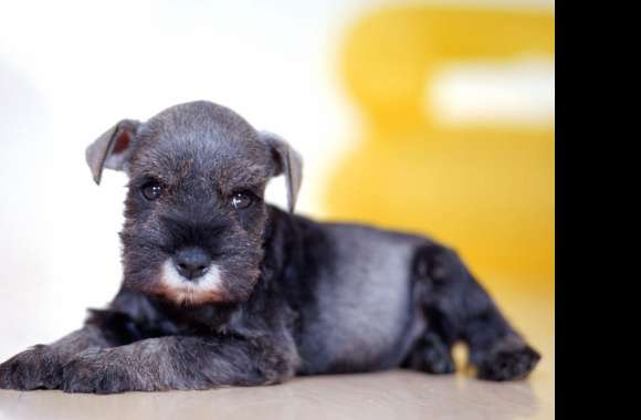 Schnauzer Puppy wallpapers hd quality