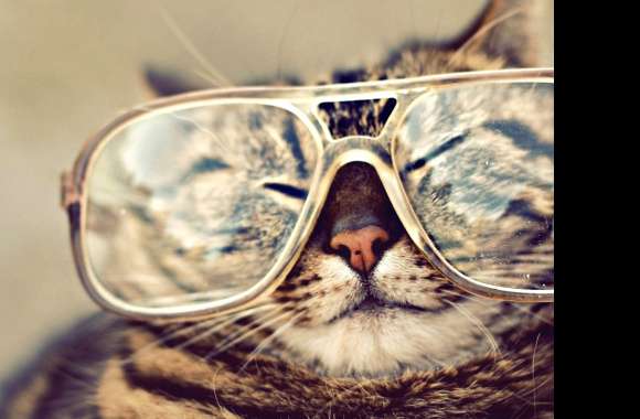 Scholarly Cat in Glasses wallpapers hd quality