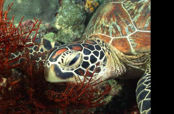 Sea Turtle Tranquility -