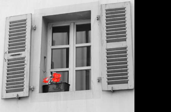 Selective Color Window Man Made Flower