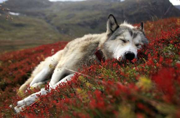 Serene Alaska Wolf wallpapers hd quality