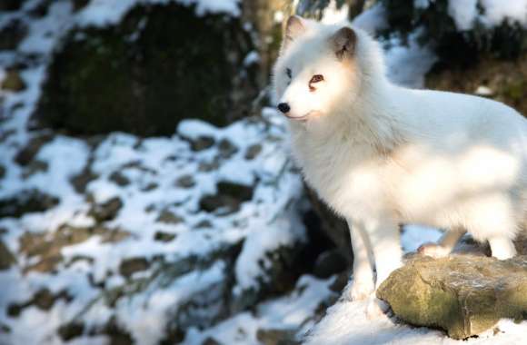 Serene Arctic Fox