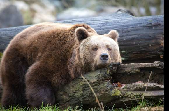 Serene Bear Stunning of a Majestic Animal wallpapers hd quality