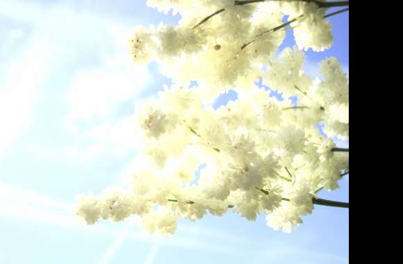 Serene Blossoms Nature Flower