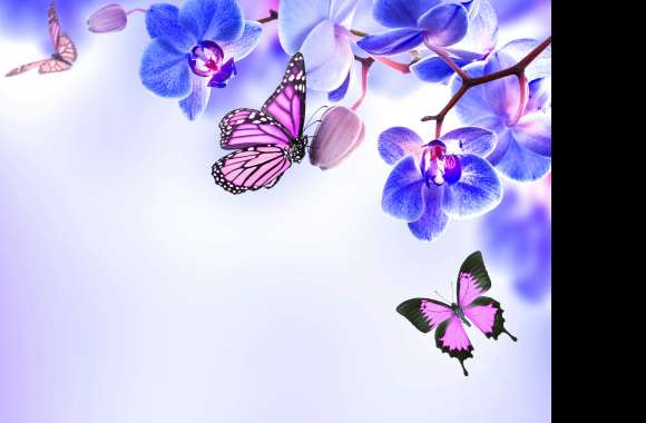 Serene Blue Orchids & Butterflies - wallpapers hd quality