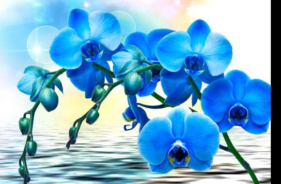 Serene Blue Orchids A Stunning