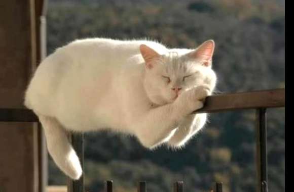 Serene Cat on a Railing - wallpapers hd quality