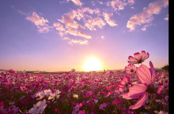 Serene Cosmos Field A Stunning