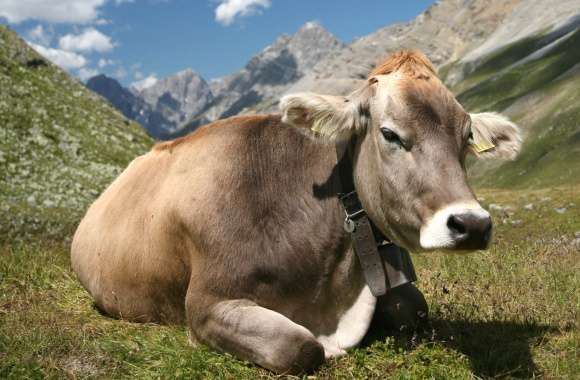 Serene Cow in the Mountains