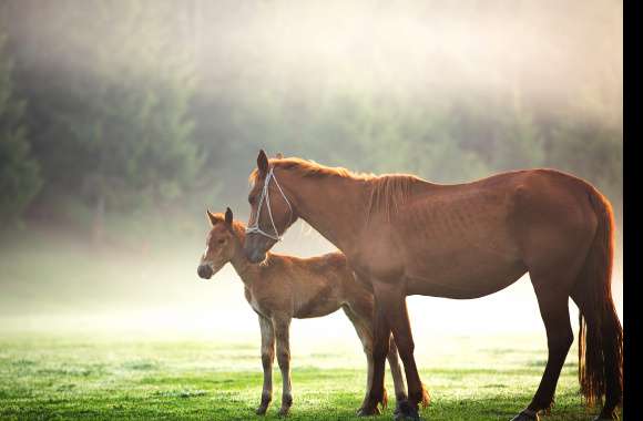 Serene Dawn with Foal -