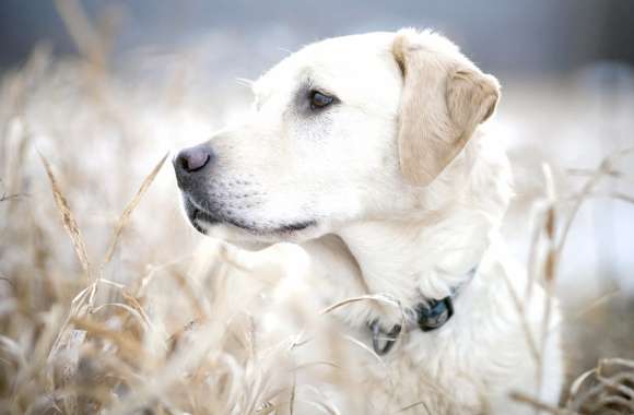 Serene Dog in Nature -