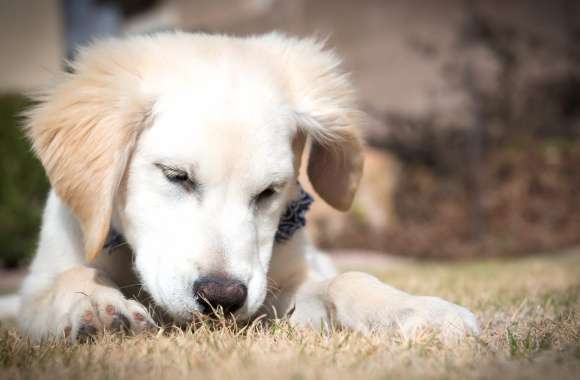 Serene Dog Moments of a Playful Pup