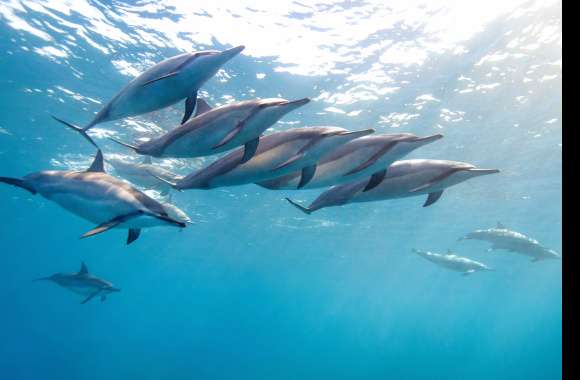 Serene Dolphin School Stunning