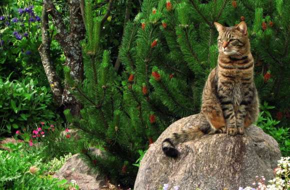 Serene Garden Cat wallpapers hd quality