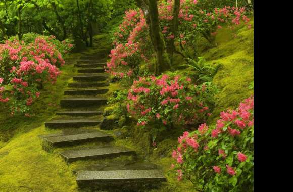 Serene Garden Path