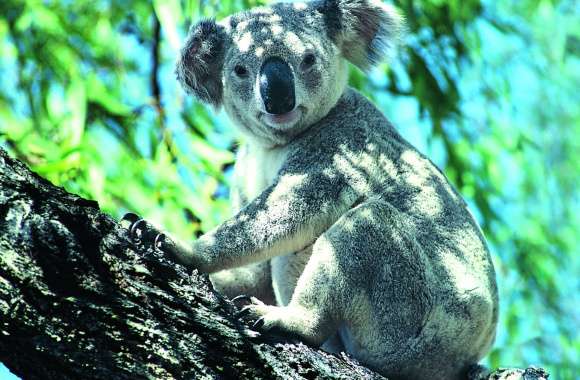 Serene Koala Perch