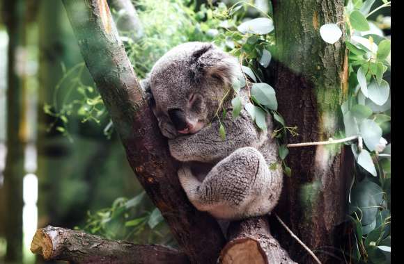 Serene Koala Sleeping A Stunning