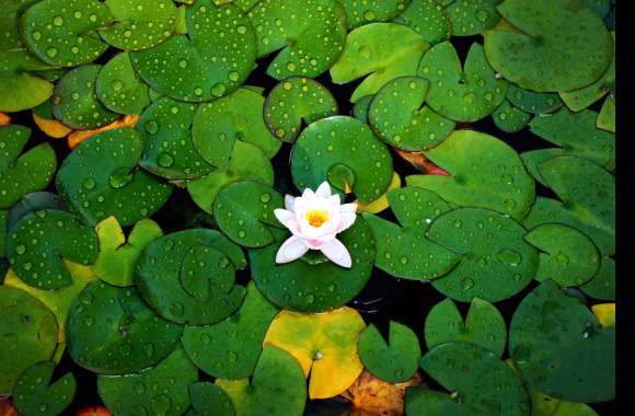 Serene Lily Pad