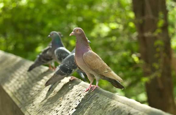 Serene Pigeons A Stunning wallpapers hd quality