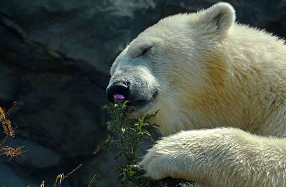 Serene Polar Bear with Flowers -