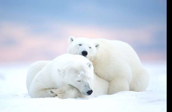 Serene Polar Bears A Stunning