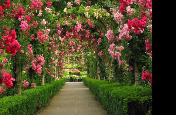 Serene Rose Arch Garden