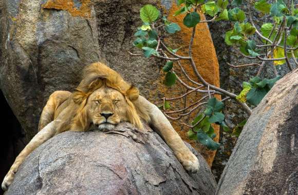 Serene Sleeping Lion - wallpapers hd quality