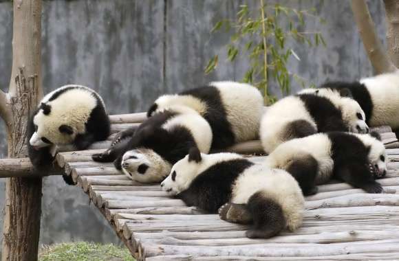 Serene Slumber Sleeping Pandas