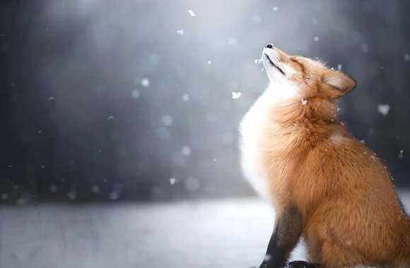 Serene Snowfall Fox - wallpapers hd quality