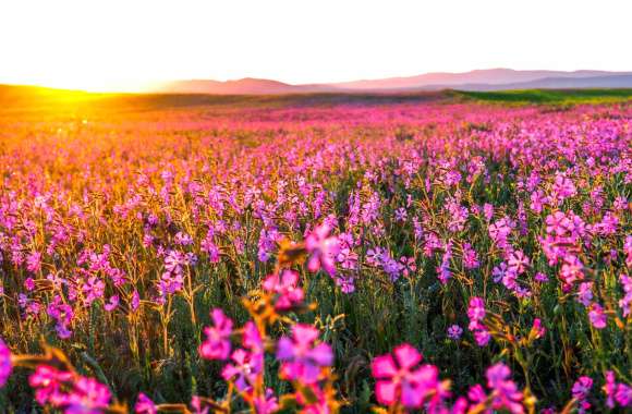 Serene Sunrise Over a Pink Flower Field -