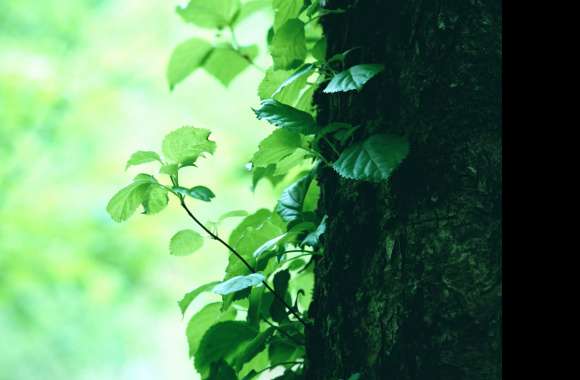 Serene Tree Glow