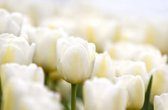 Serene Tulip Bloom A Stunning of Nature