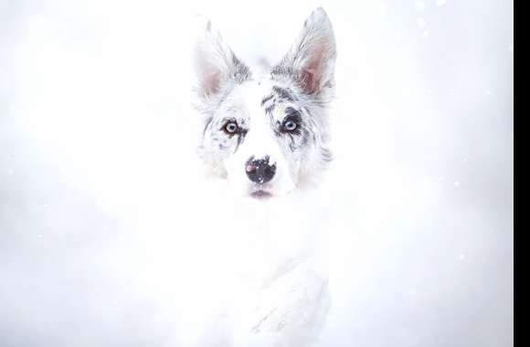 Serene White Dog -