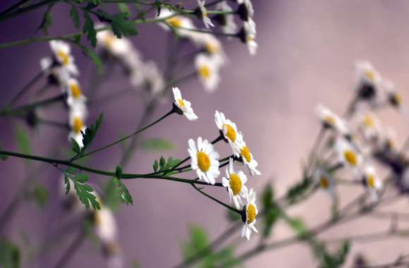 Serene White Flowers A HD Nature Wallpaper