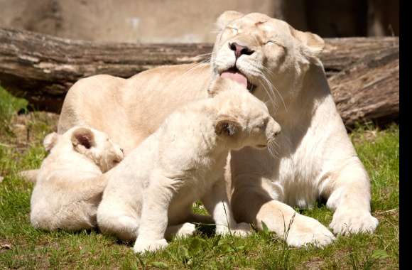 Serene White Lion Family -