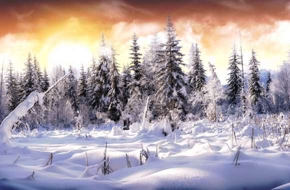 Serene Winter Landscape