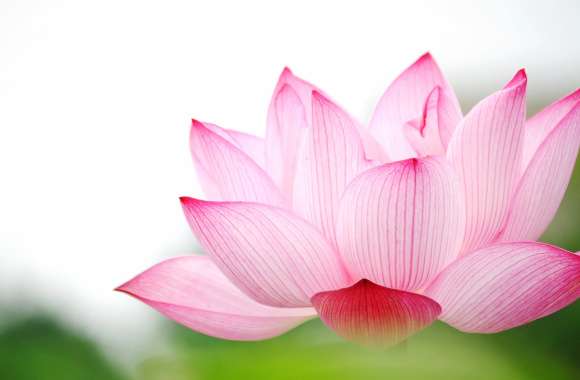 Serenity in Bloom of a Beautiful Lotus Flower wallpapers hd quality