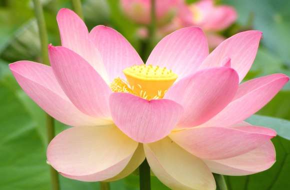 Serenity in Bloom of a Lotus Flower