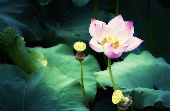 Serenity in Bloom of Lotus and Lily in Nature