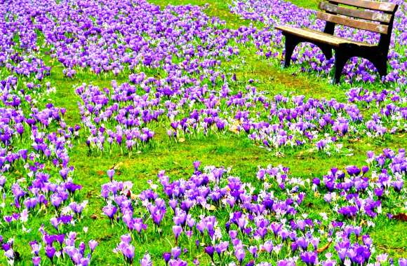 Serenity in Bloom of Spring Crocuses in the Park