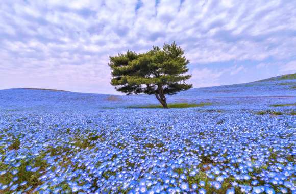 Serenity in Blue