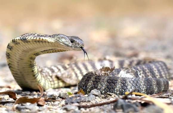 Serpent Beauty