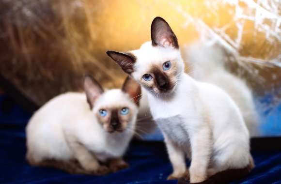 Siamese Cat Animal Cat