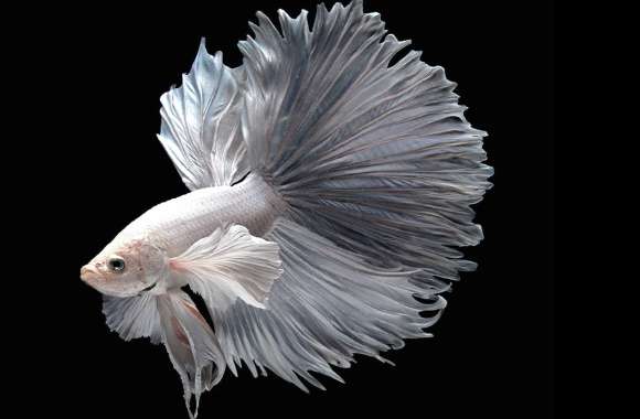 Siamese Fighting Fish wallpapers hd quality