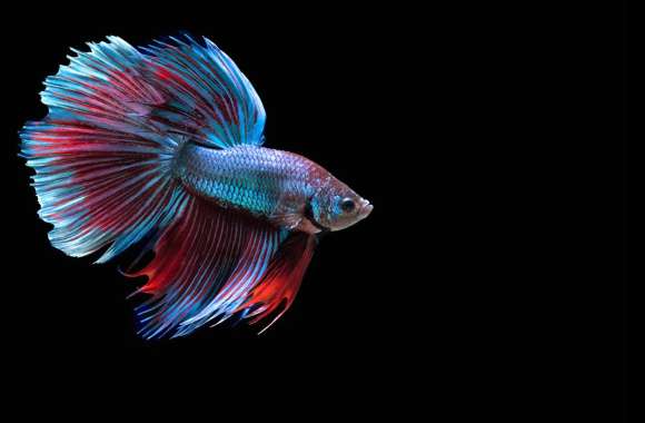 Siamese Fighting Fish -