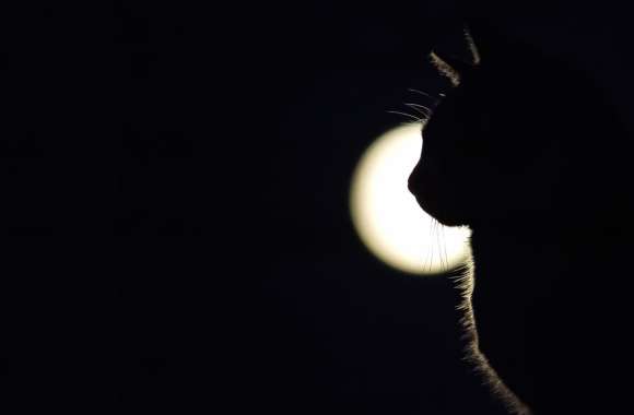 Silhouette Animal Cat