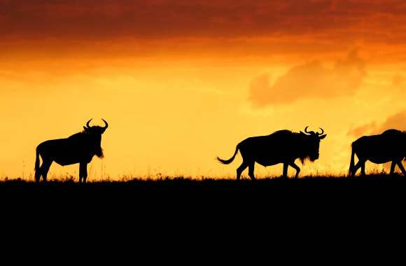 Silhouette Maasai Mara National Reserve Animal Wildebeest wallpapers hd quality