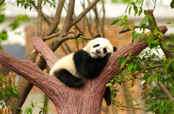 Sleeping Baby Panda