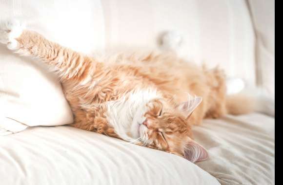 Sleeping Cat Animal Maine Coon wallpapers hd quality